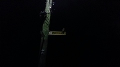 Ninox boobook ocellata