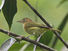 Pachysylvia aurantiifrons