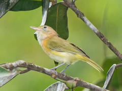 Pachysylvia aurantiifrons