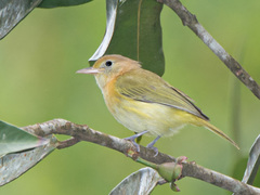 Pachysylvia aurantiifrons