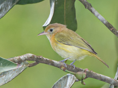 Pachysylvia aurantiifrons