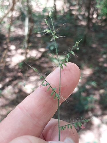Oplismenus compositus, photograph 5