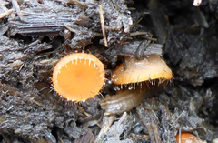 Cheilymenia stercorea