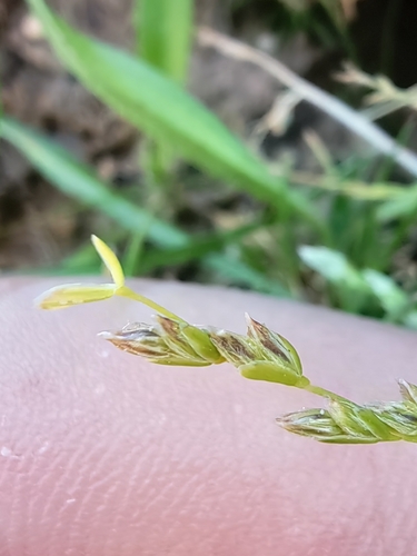 Early Meadow-grass