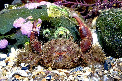 Hairy Crab, photo 3 of 10