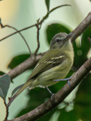 Tolmomyias sulphurescens