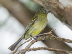 Tolmomyias sulphurescens