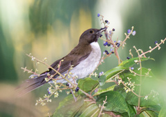 Turdus albicollis