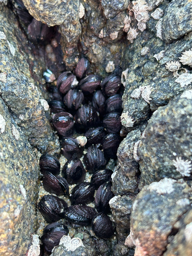 Perumytilus purpuratus
