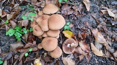 Lacrymaria echiniceps