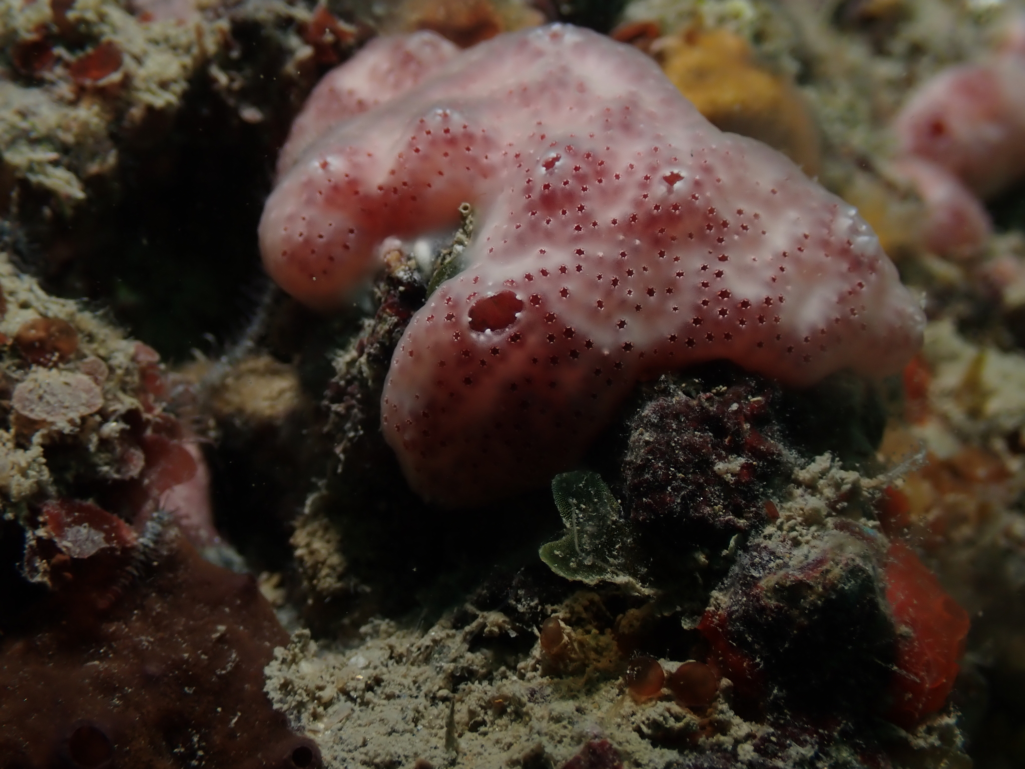 Polysyncraton lacazei (Giard, 1872)