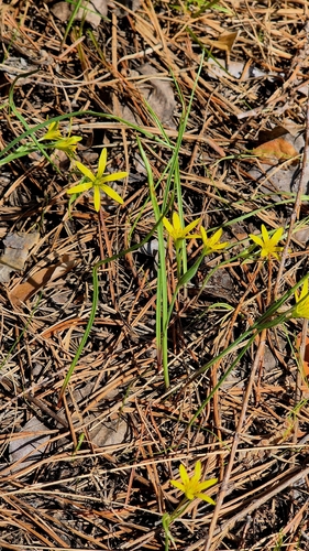 Small Star-of-Bethlehem (Gagea pusilla)