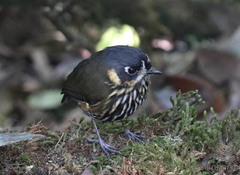 Grallaricula lineifrons