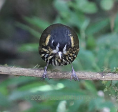 Grallaricula lineifrons