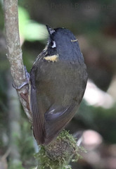 Grallaricula lineifrons