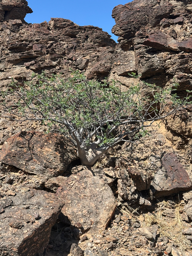 Rock Corkwood (Commiphora saxicola)