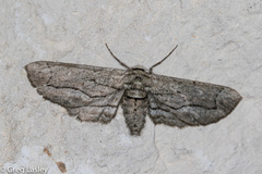 Holochroa dissociarius