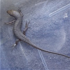 Trachylepis punctulata