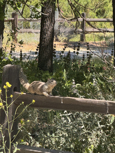 iNaturalist observation photo of California Ground Squirrel