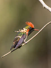 Tufted Coquette photo 2