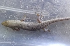 Trachylepis punctulata