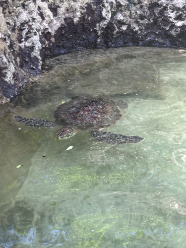 Chelonia mydas