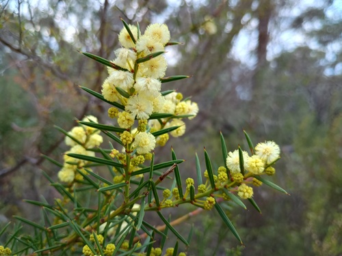 Spreading Wattle (Acacia genistifolia)