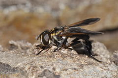 Galactomyia