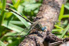 Ceratogomphus pictus