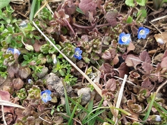 Veronica persica
