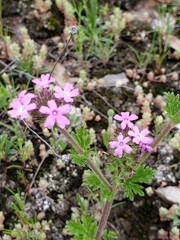 Glandularia pumila