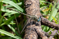 Ceratogomphus pictus