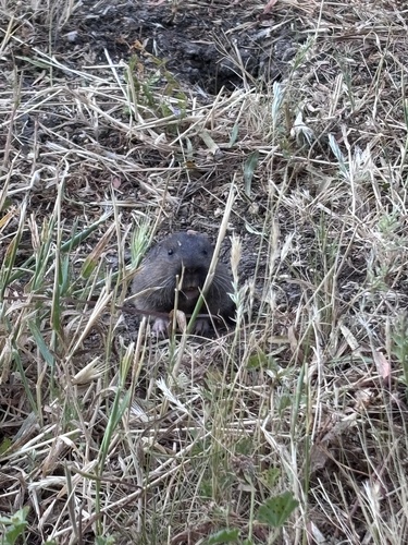 iNaturalist observation photo of Botta's Pocket Gopher