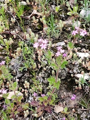 Glandularia pumila