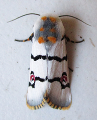 Diaphone mossambicensis