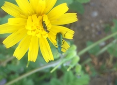 Psilothrix viridicoerulea