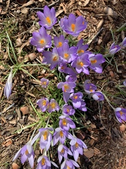 Crocus