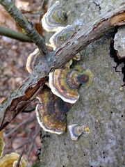 Trametes versicolor