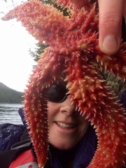 Orthasterias koehleri