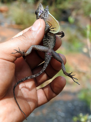 Anolis allogus