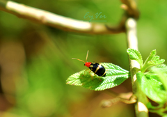 Gynandrobrotica