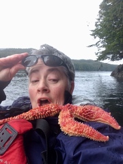 Orthasterias koehleri