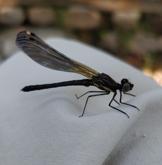 Aristocypha quadrimaculata