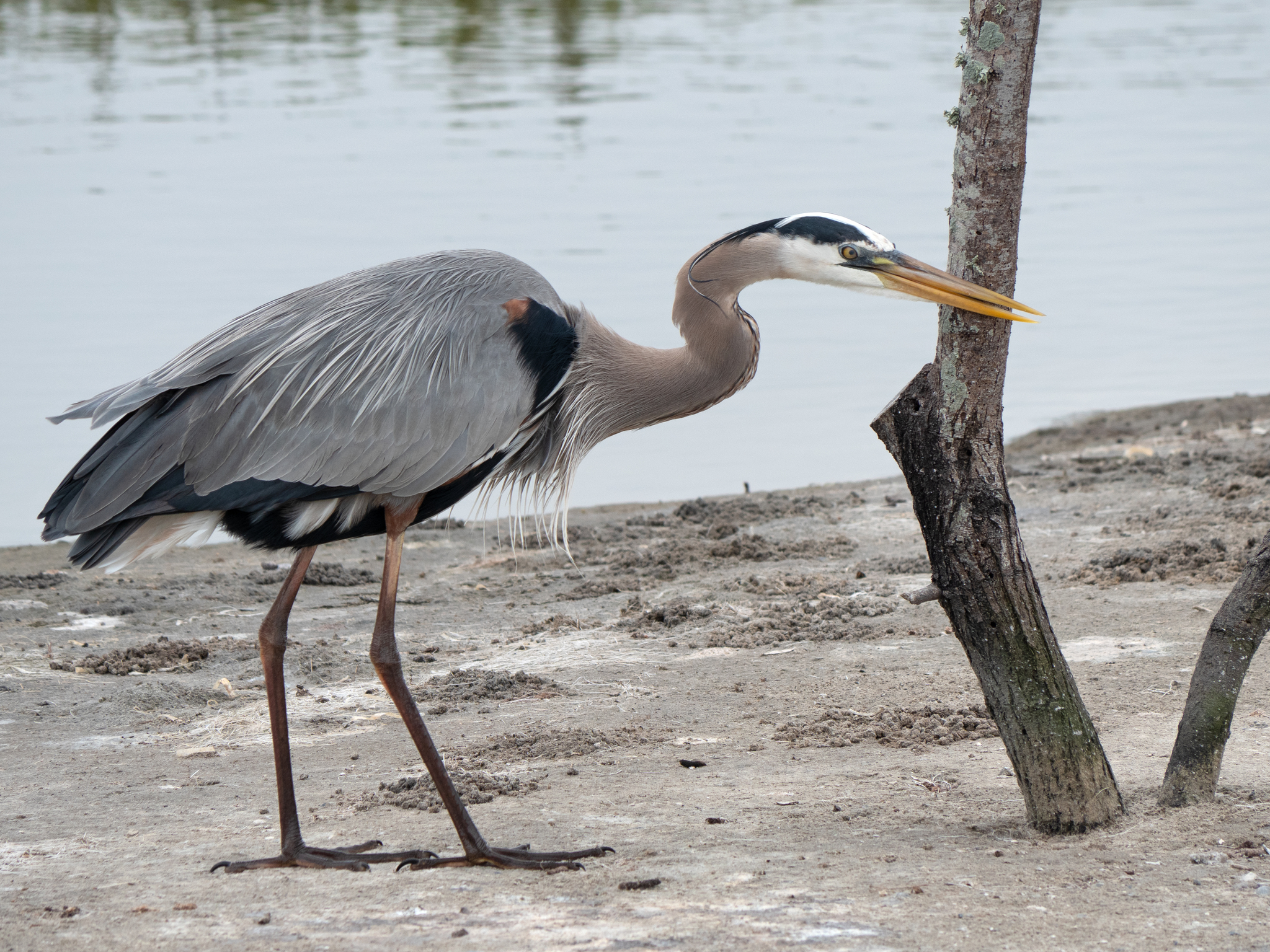 Garza Morena (Ardea herodias) · NaturaLista Mexico