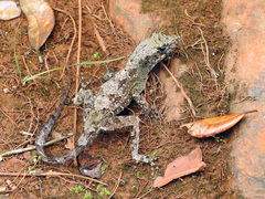 Anolis allogus