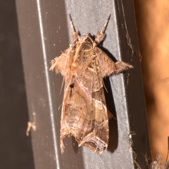 Callopistria floridensis