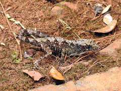 Anolis allogus