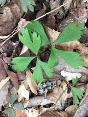 Anemonoides quinquefolia