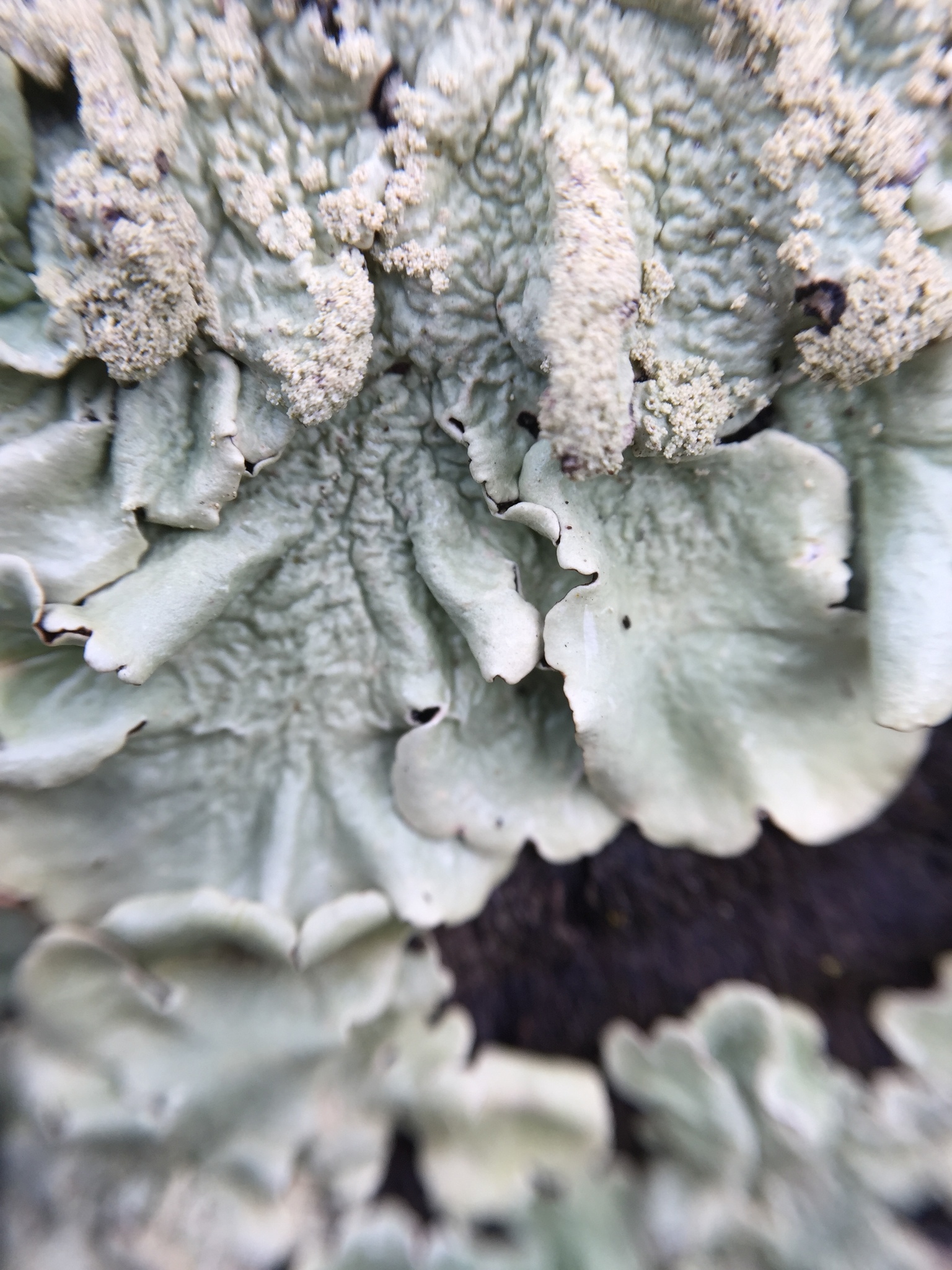 Flavoparmelia caperata image