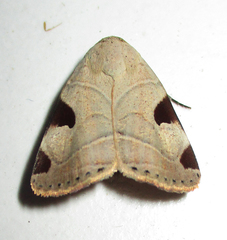 Honeyia clearchus